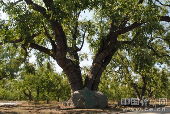 金秋枣香醉京津！第11届中国黄骅冬枣节暨秋季旅游节启幕，黄骅打造秋季观光旅游新地标
